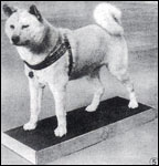 Hachiko